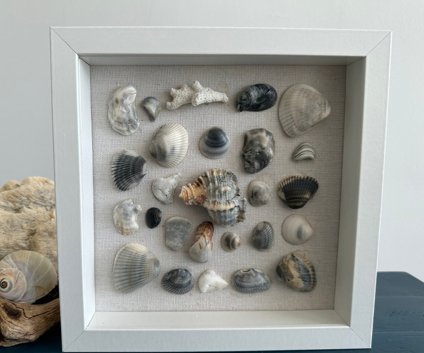 seashell art of blue shells 8x8 shadow box by jacqueline mb designs