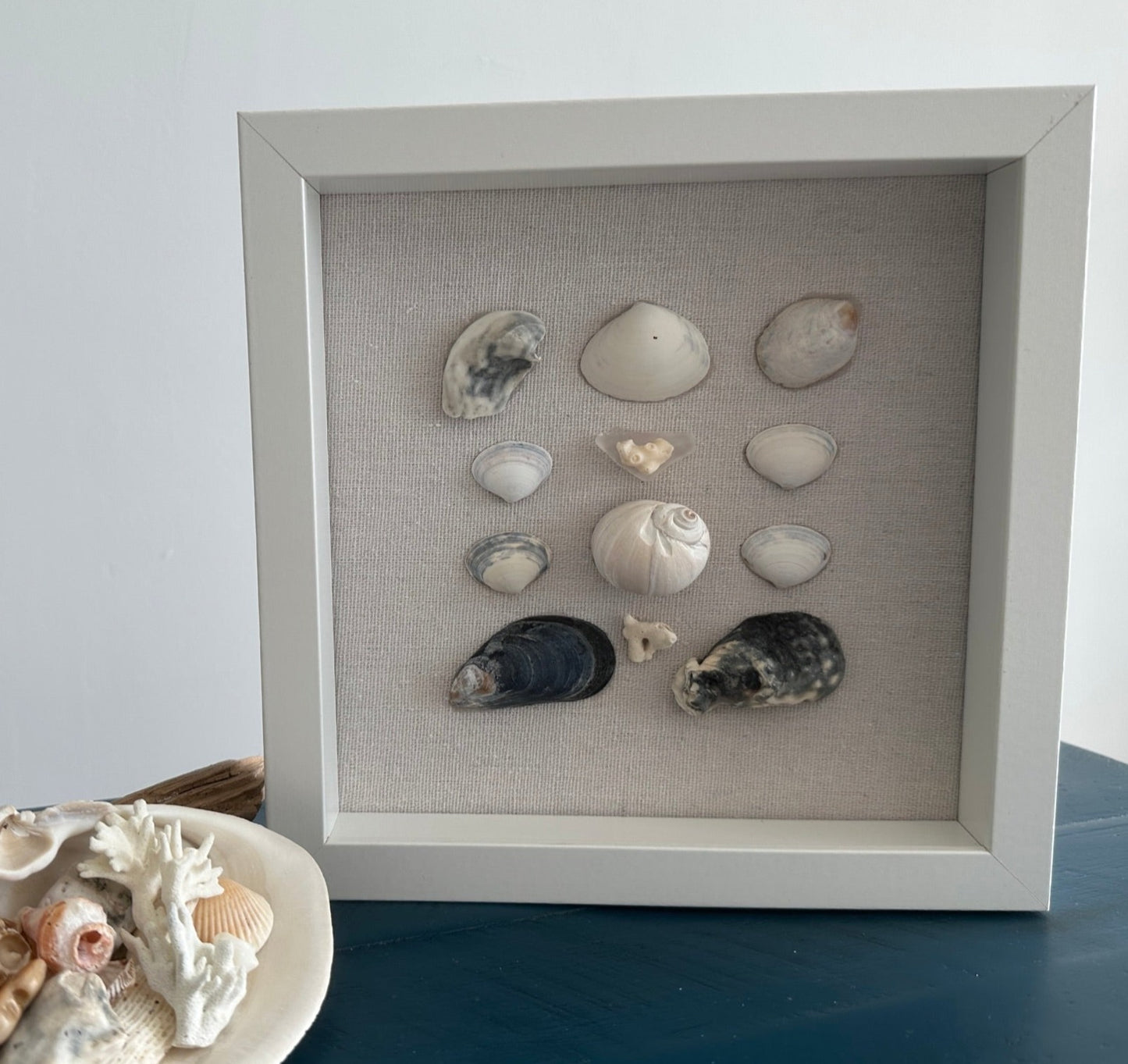 Seashell Art mussel & clam shell 8x8 shadow box by jacqueline mb designs