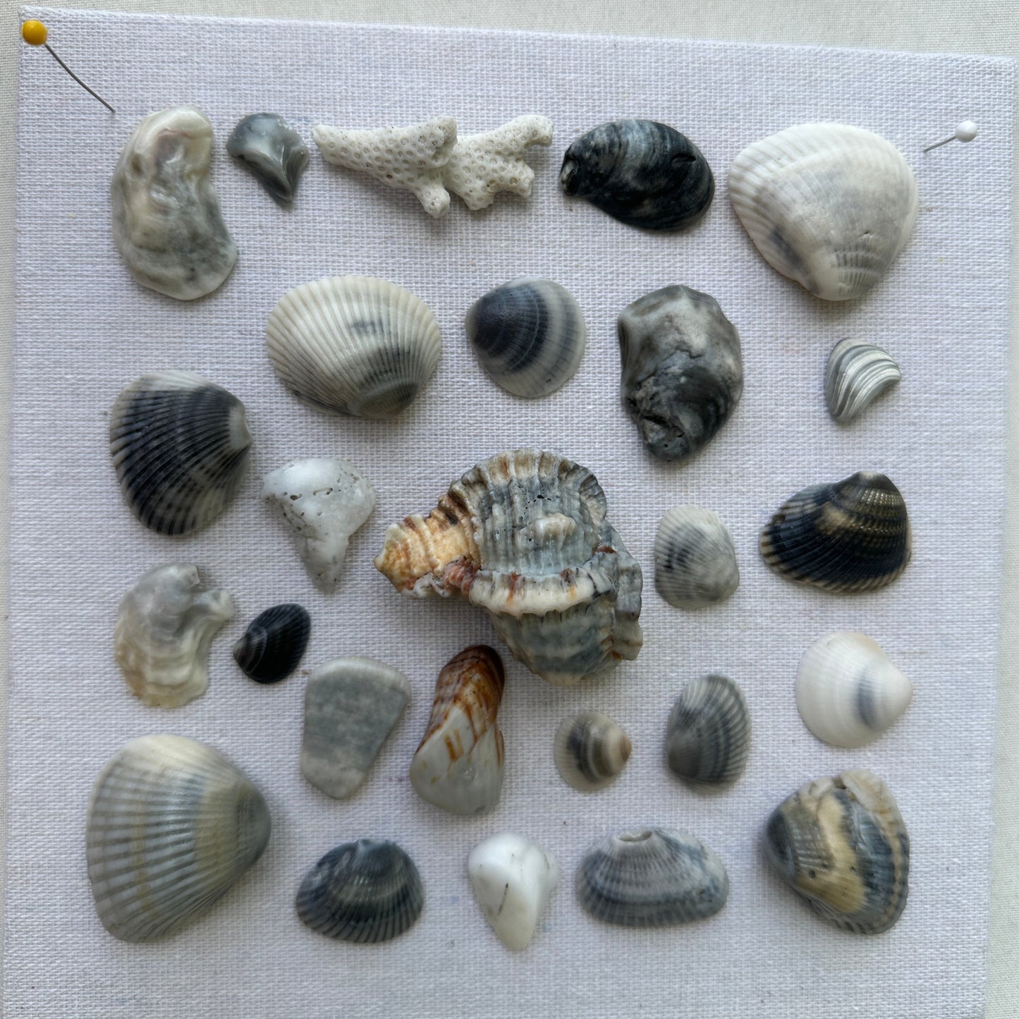 making of seashell art blues by jacqueline mb designs