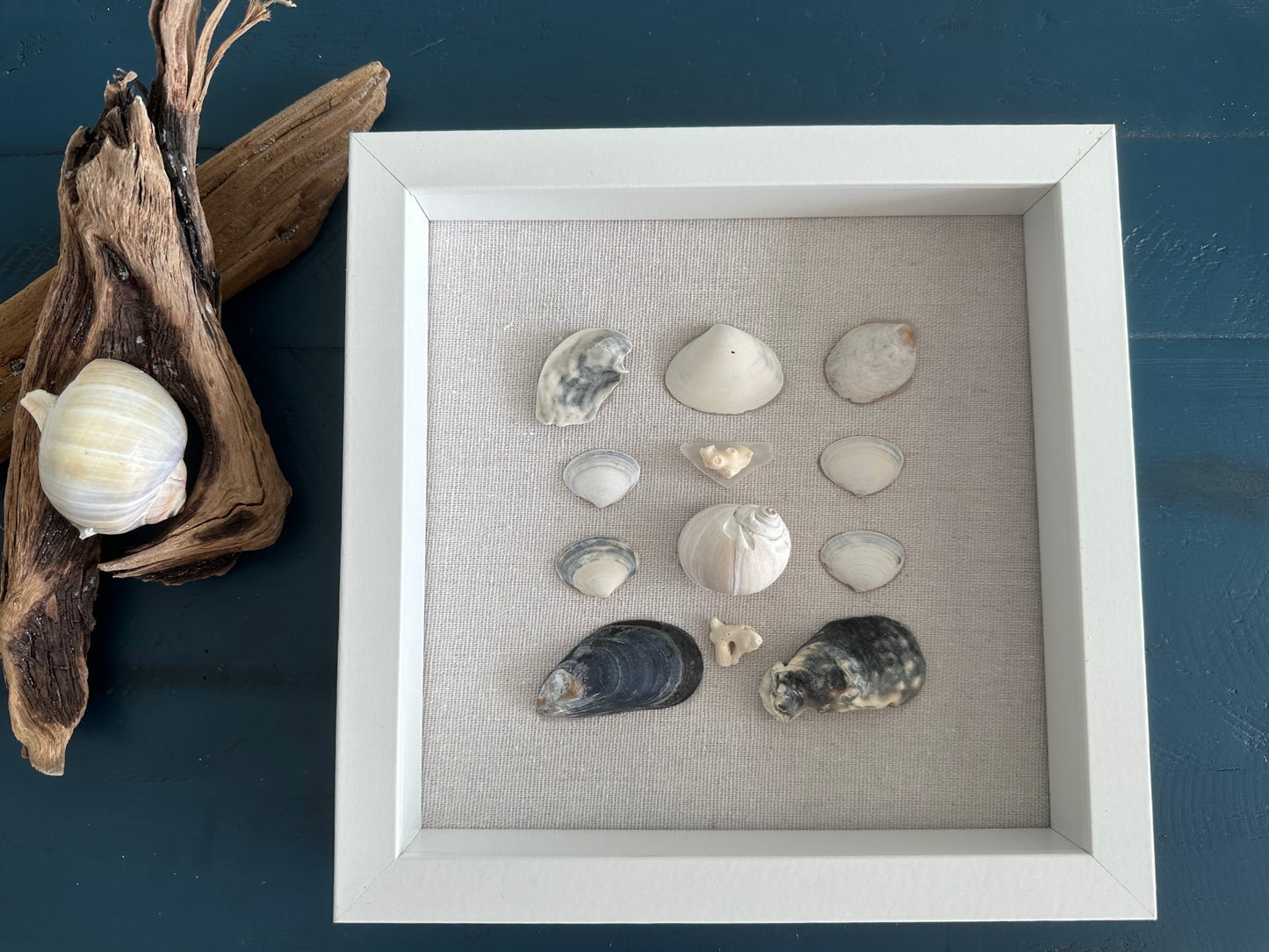 Seashell Art mussel & clam shell 8x8 shadow box by jacqueline mb designs front view