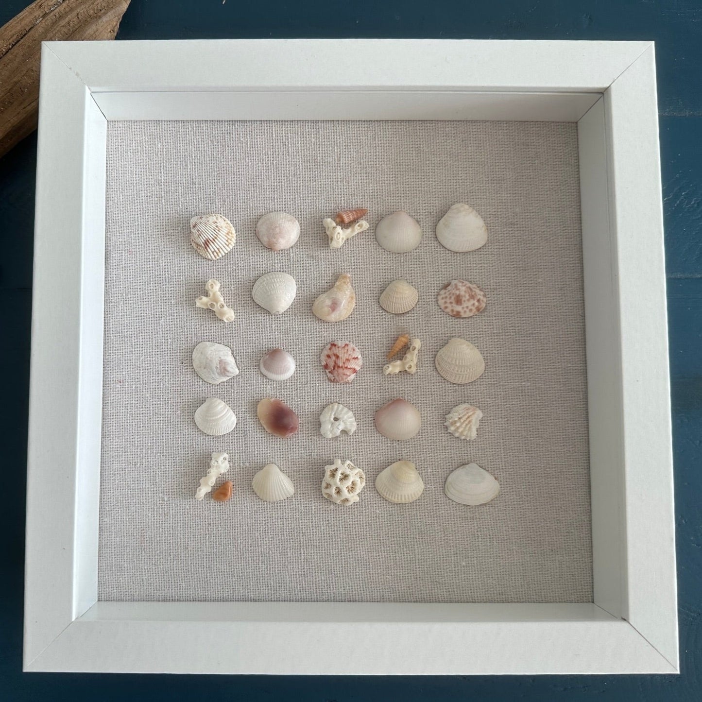 8x8 Seashell art - shells in a row top view by jacqueline mb designs