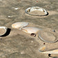 sand covering clams on the beach in bosto