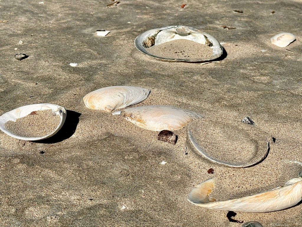 sand covering clams on the beach in bosto