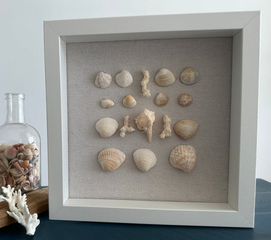 Seashell Art - Murex Ternispina Seashell -  Shadow Box 8x8 by Jacqueline MB Designs view 2