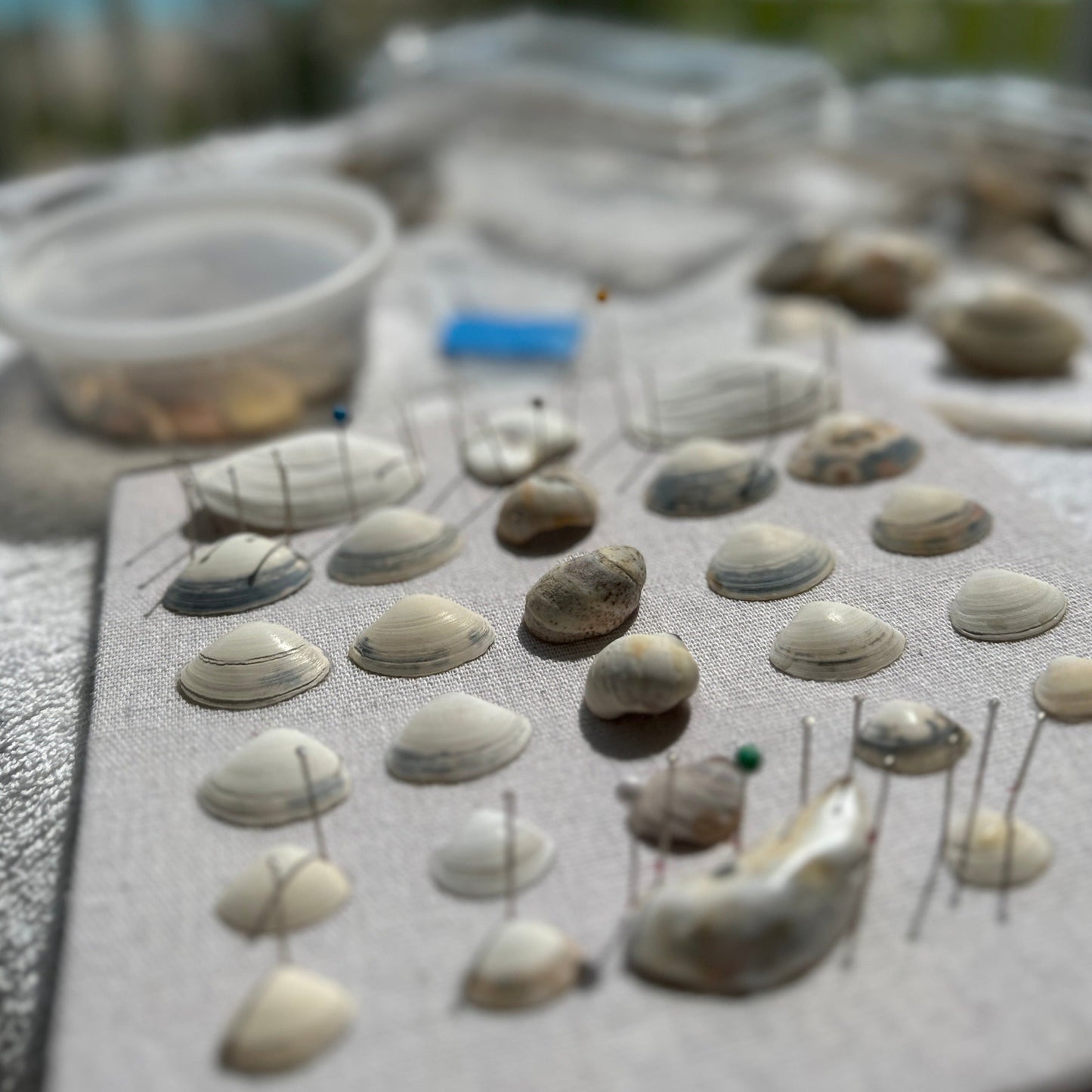 making of seashell art shadow box by jacqueline mb designs