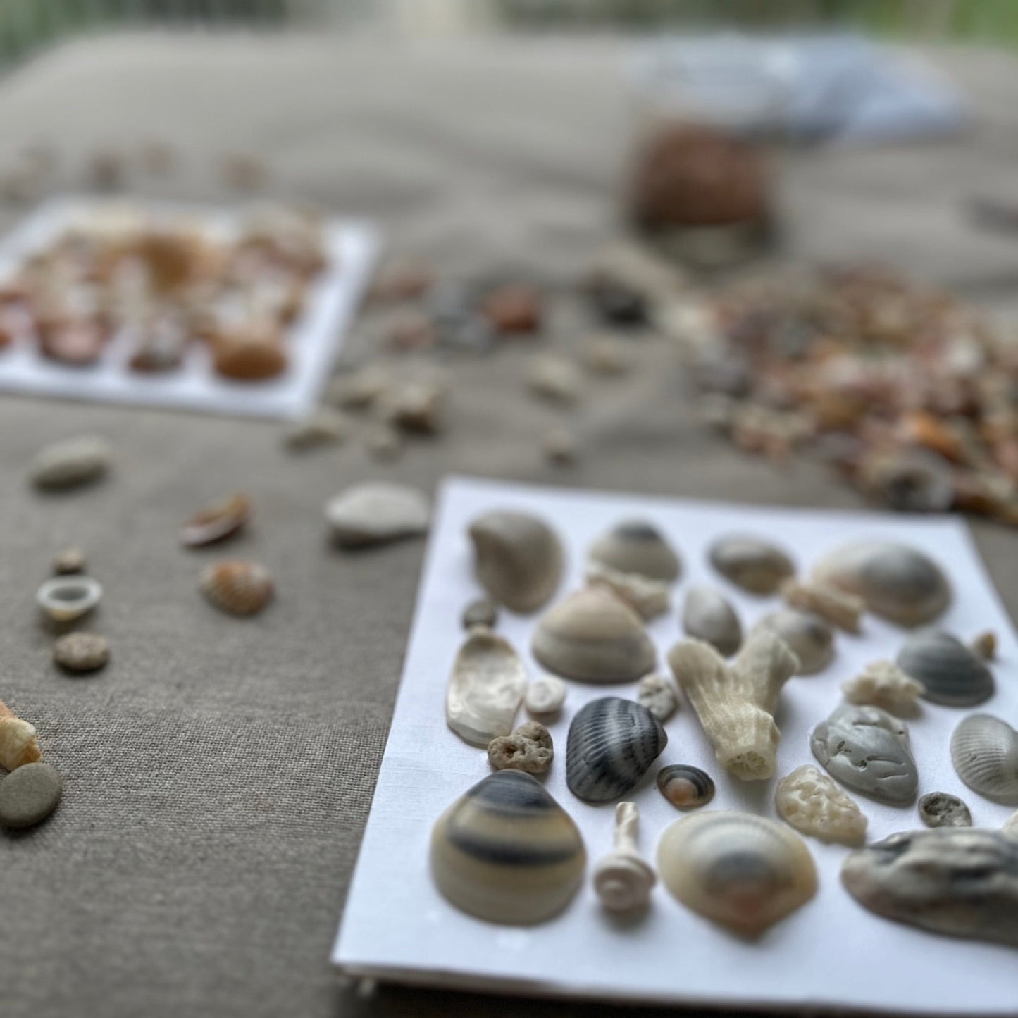 making seashell art shadow box by jacqueline mb designs 