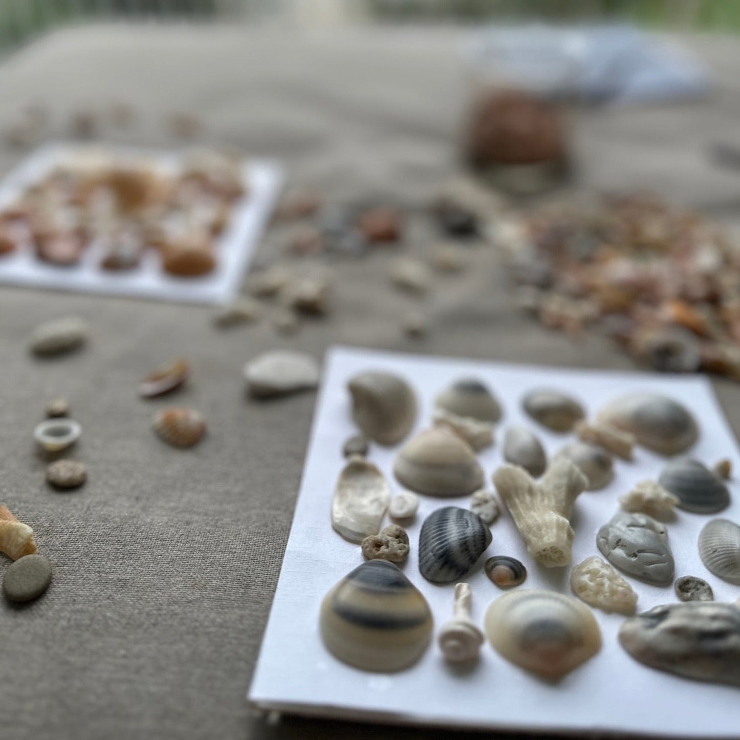 making of Seashell art shadow box by jacqueline mb designs