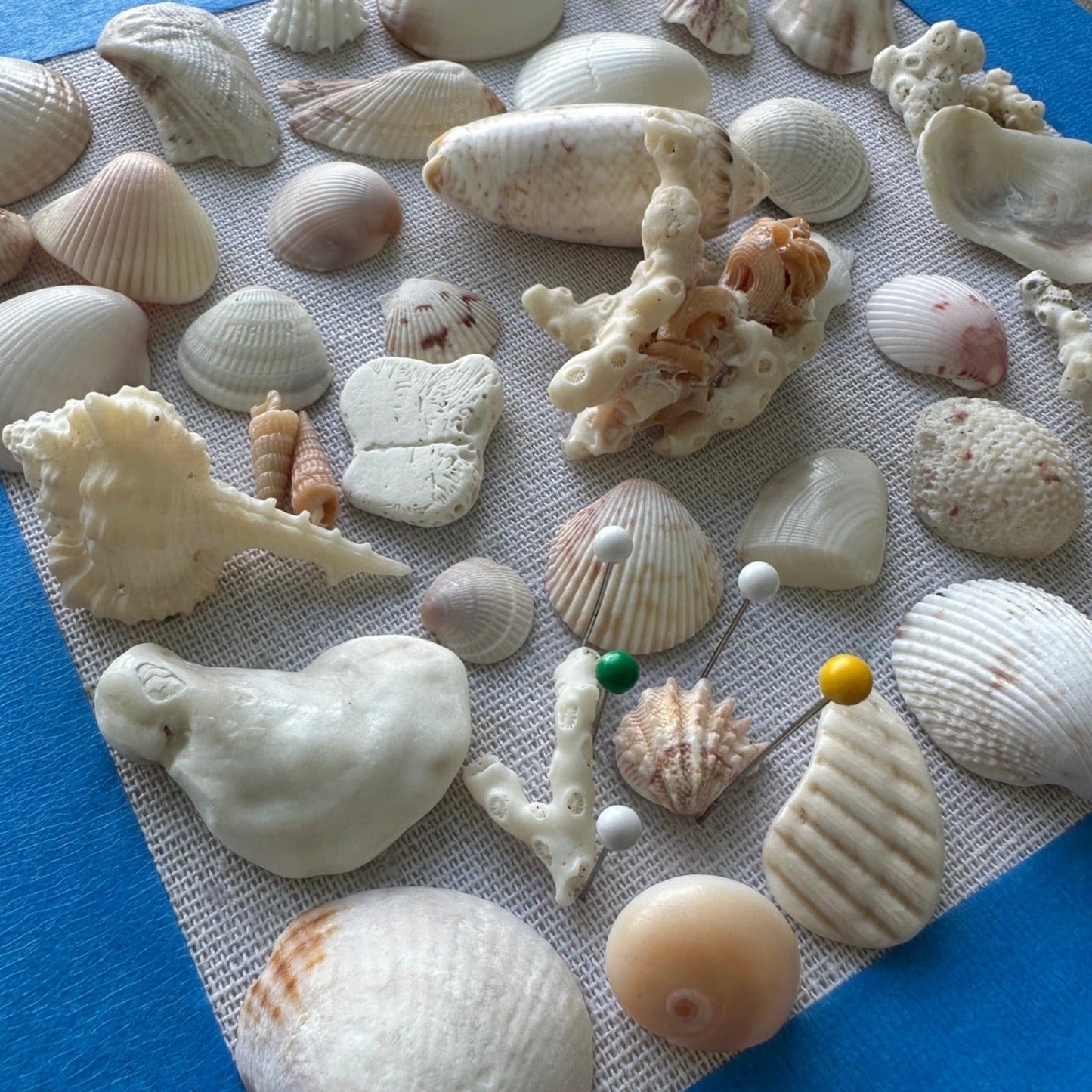 Seashell Art - Clam Shells Framed 8x8