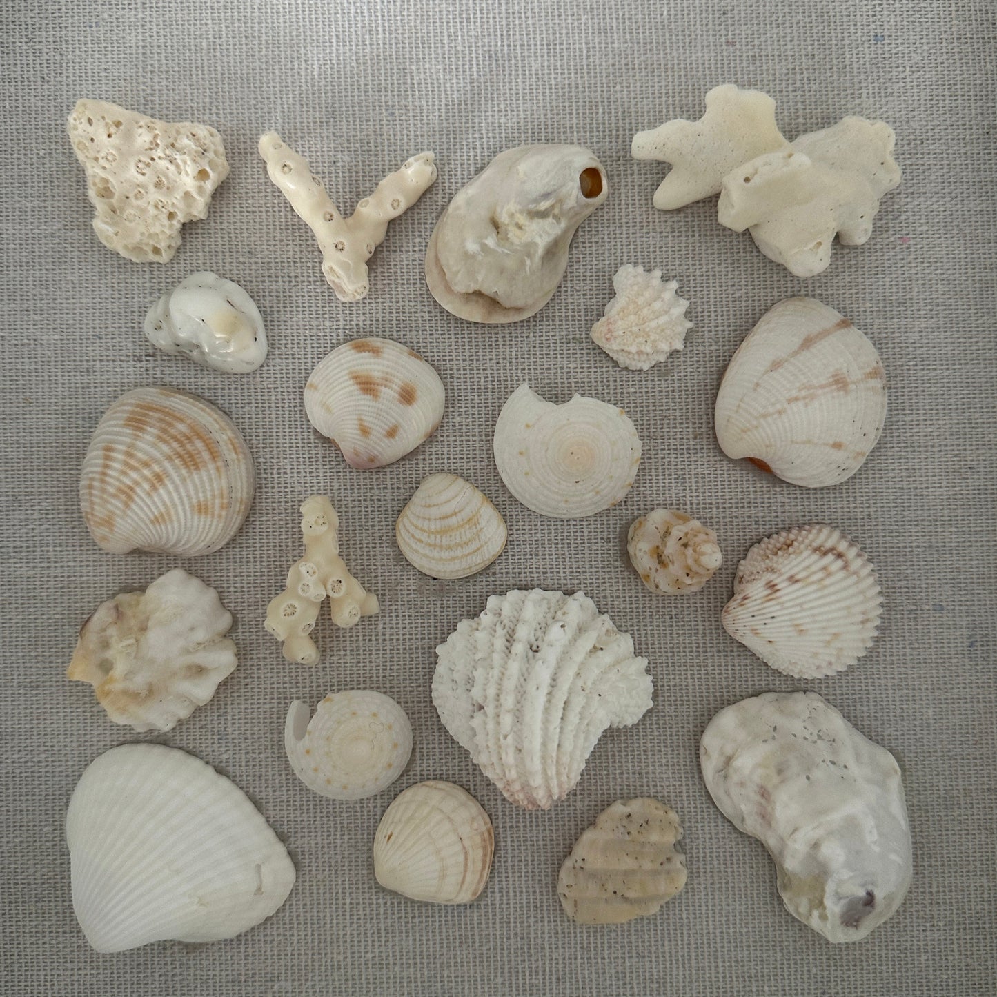 8x8 seashell wall art shadow box white on linen close up by jacquelin mb designs