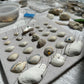 Seashell Art - Clam Shells Framed 8x8