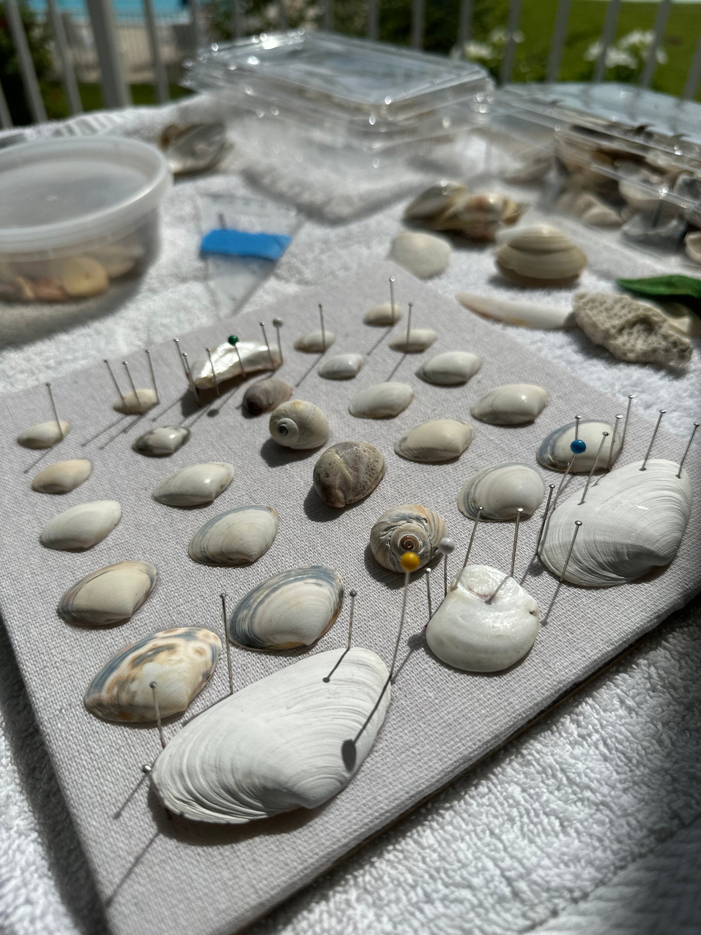 Seashell Art Clam Shells - White Shadow Box
