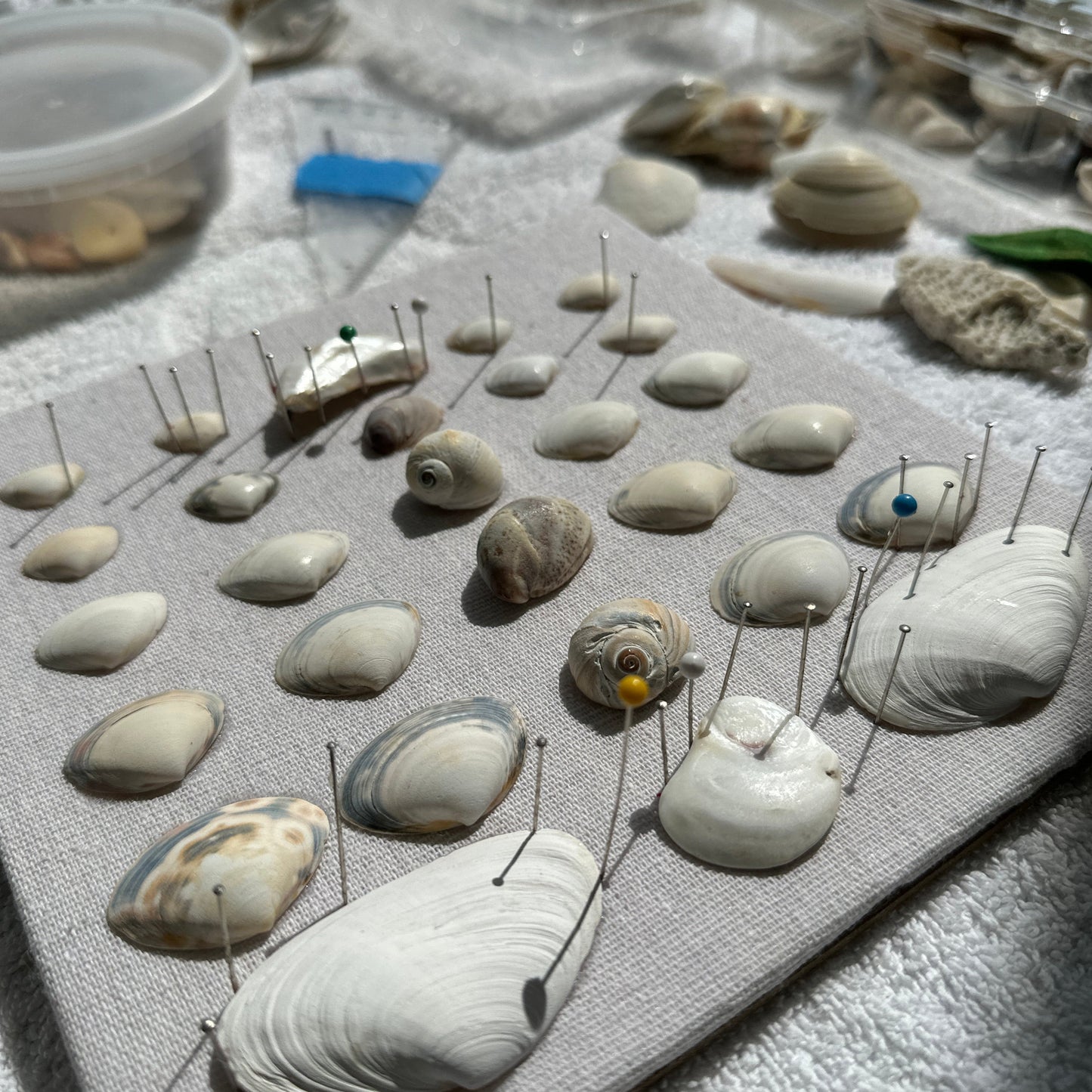 pining shells in place to glue - seashell shadow box by jacqueline mb designs