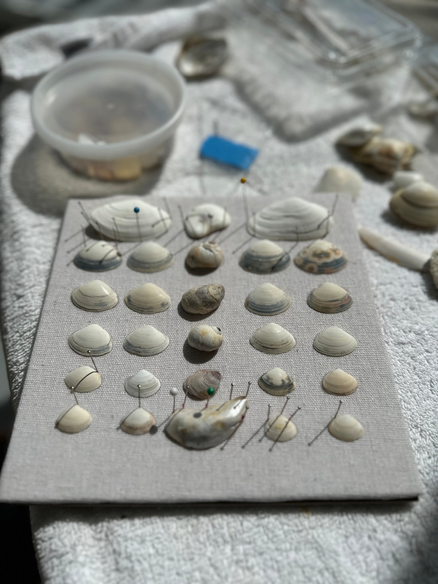 Seashell Art Clam Shells - White Shadow Box