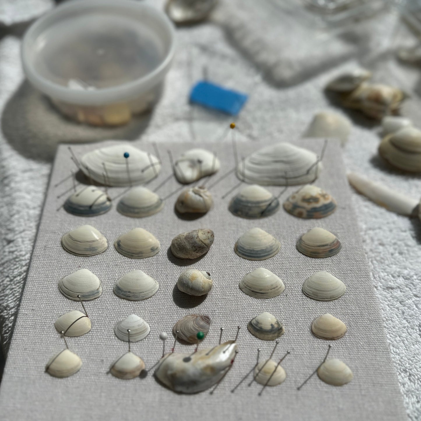 designing seashell art shadow box by jacqueline mb designs