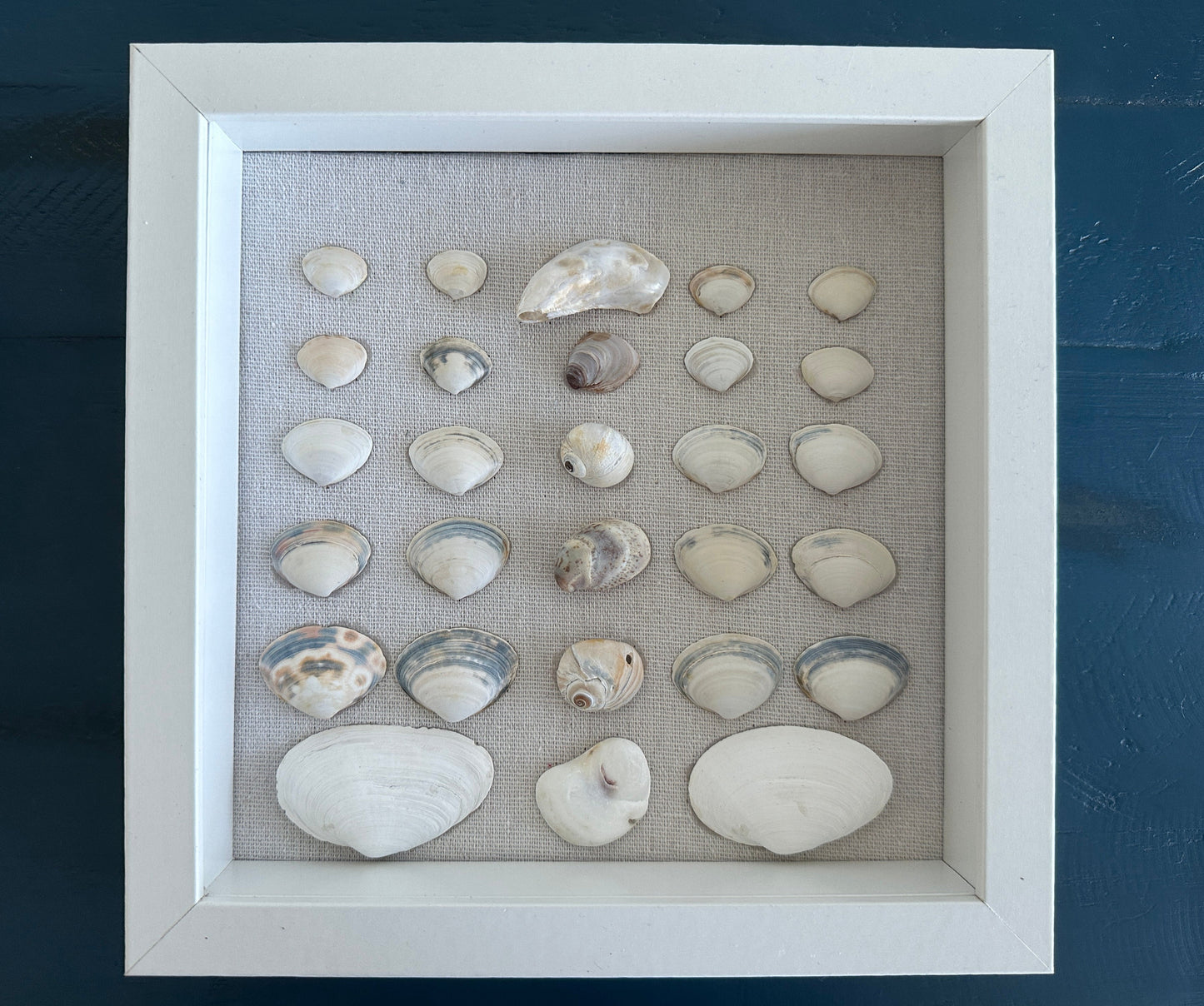 8x8 seashell wall art claim shells by jacqueline mb designs