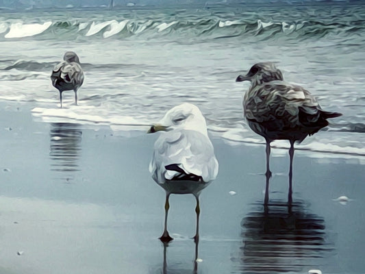 Sleeping in the Wind on The Shoreline - Classic Canvas Print