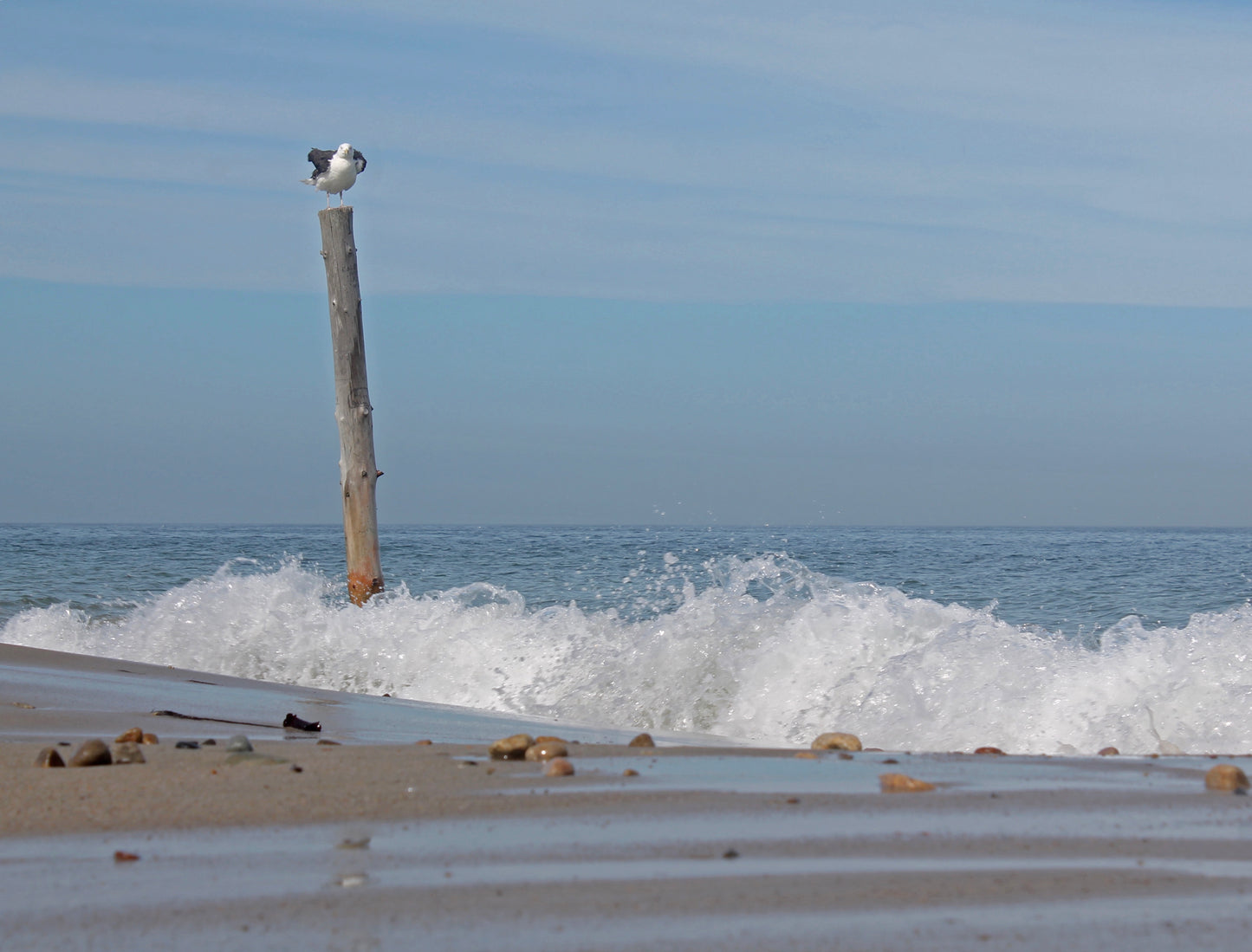 Seagull perched high over the waves Duxbury  - Classic Canvas Print