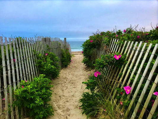 Beach Plums, Sand and Ocean - Art Print
