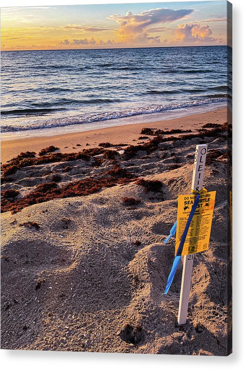 Happy Birthday Sea Turtles - Classic Acrylic Print