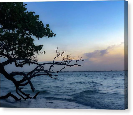 Reaching for Sunrise - Classic Canvas Print