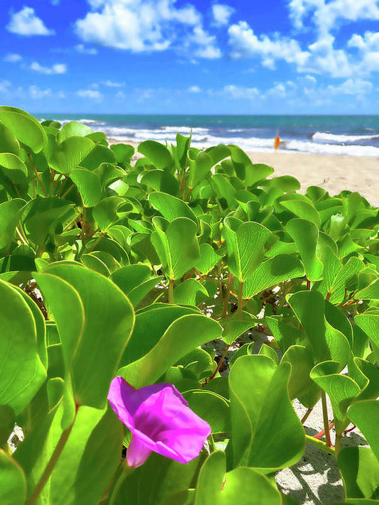 Reaching for the clouds - Art Print