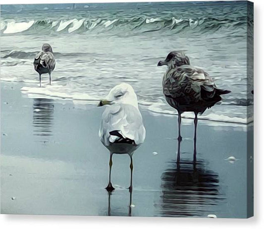 Sleeping in the Wind on The Shoreline - Classic Canvas Print