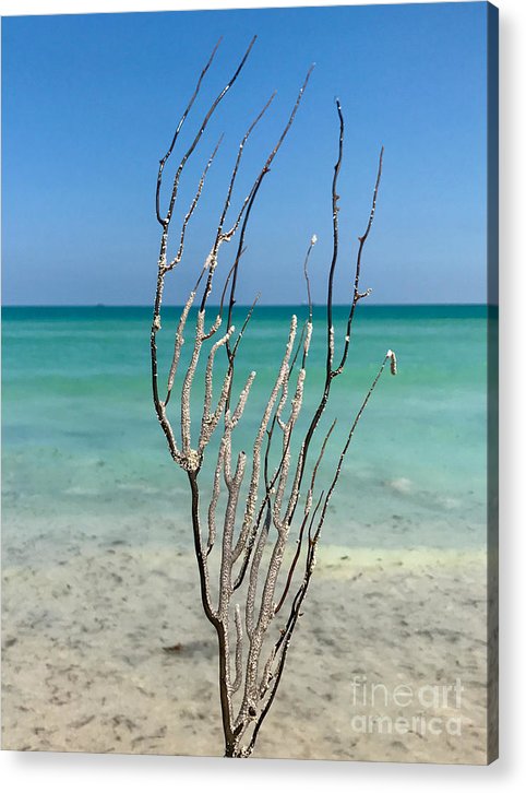 Tropical Sea Tree - Acrylic Print