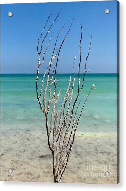Tropical Sea Tree - Acrylic Print