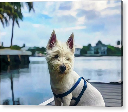 Westie Guarding the Dock - Classic Acrylic Print