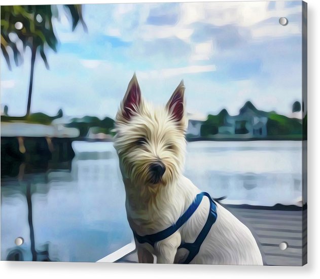 Westie Guarding the Dock - Classic Acrylic Print