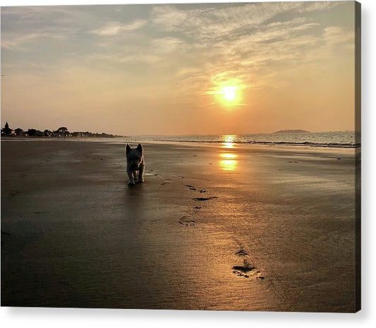 Westies Morning Walk on Beach at Sunrise - Classic Acrylic Print