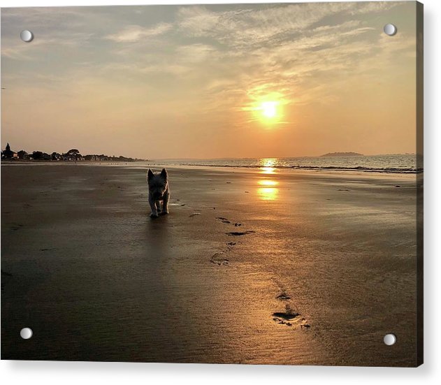 Westies Morning Walk on Beach at Sunrise - Classic Acrylic Print