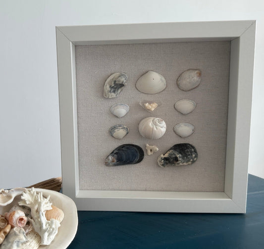 Seashell Art mussel & clam shell 8x8 shadow box by jacqueline mb designs 