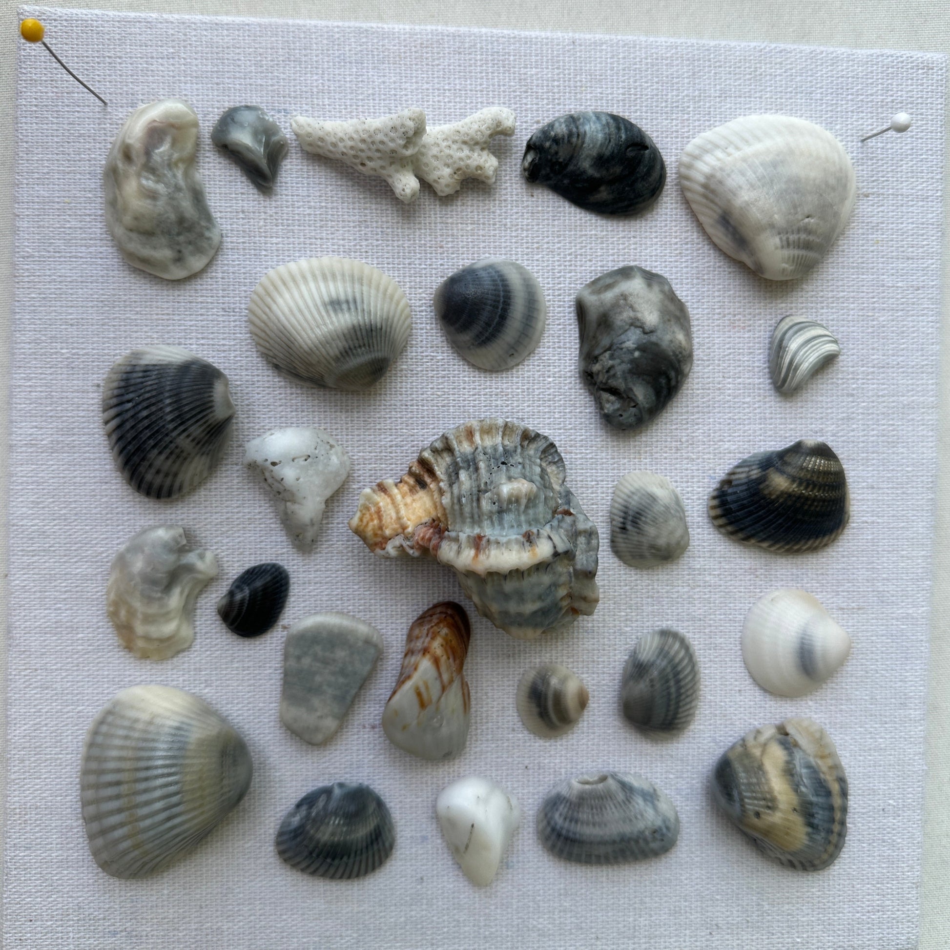 making of seashell art blues by jacqueline mb designs 