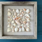 9x9 seashell art featuring olive shell, spiny jewel box shell by jacqueline mb designs  front view 