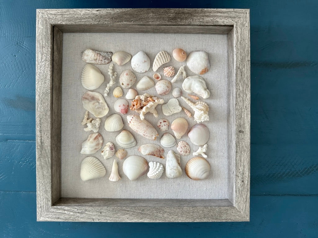 9x9 seashell art featuring olive shell, spiny jewel box shell by jacqueline mb designs  front view 