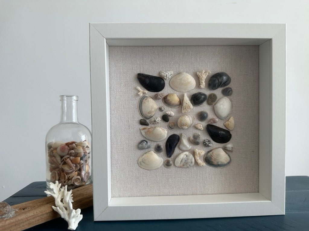 8x8 mussel clam seashell framed art by jacqueline mb designs 