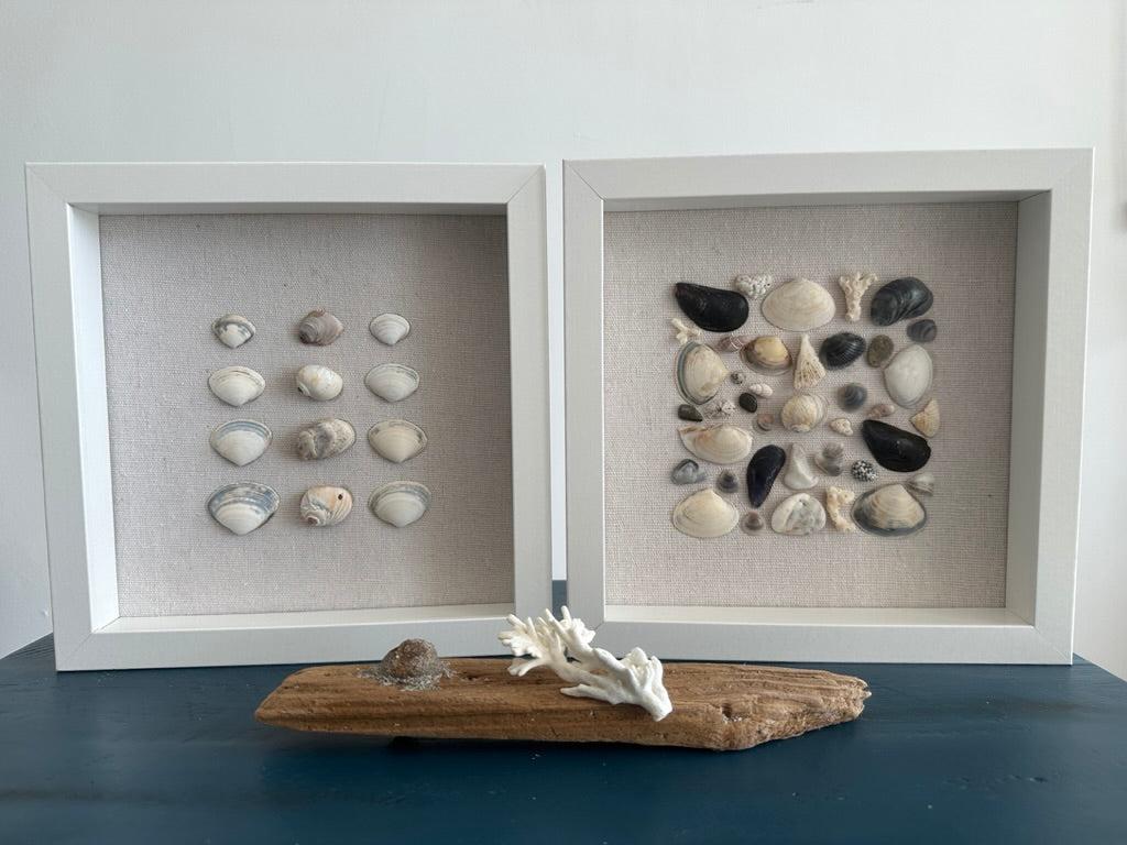two side by side 8x8 mussel clam seashell framed art by jacqueline mb designs 