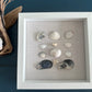 Seashell Art mussel & clam shell 8x8 shadow box by jacqueline mb designs front view 