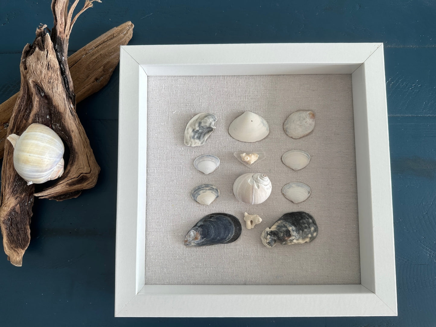Seashell Art mussel & clam shell 8x8 shadow box by jacqueline mb designs front view 