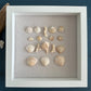 Seashell Art - Murex Ternispina Seashell -  Shadow Box 8x8 by Jacqueline MB Designs 