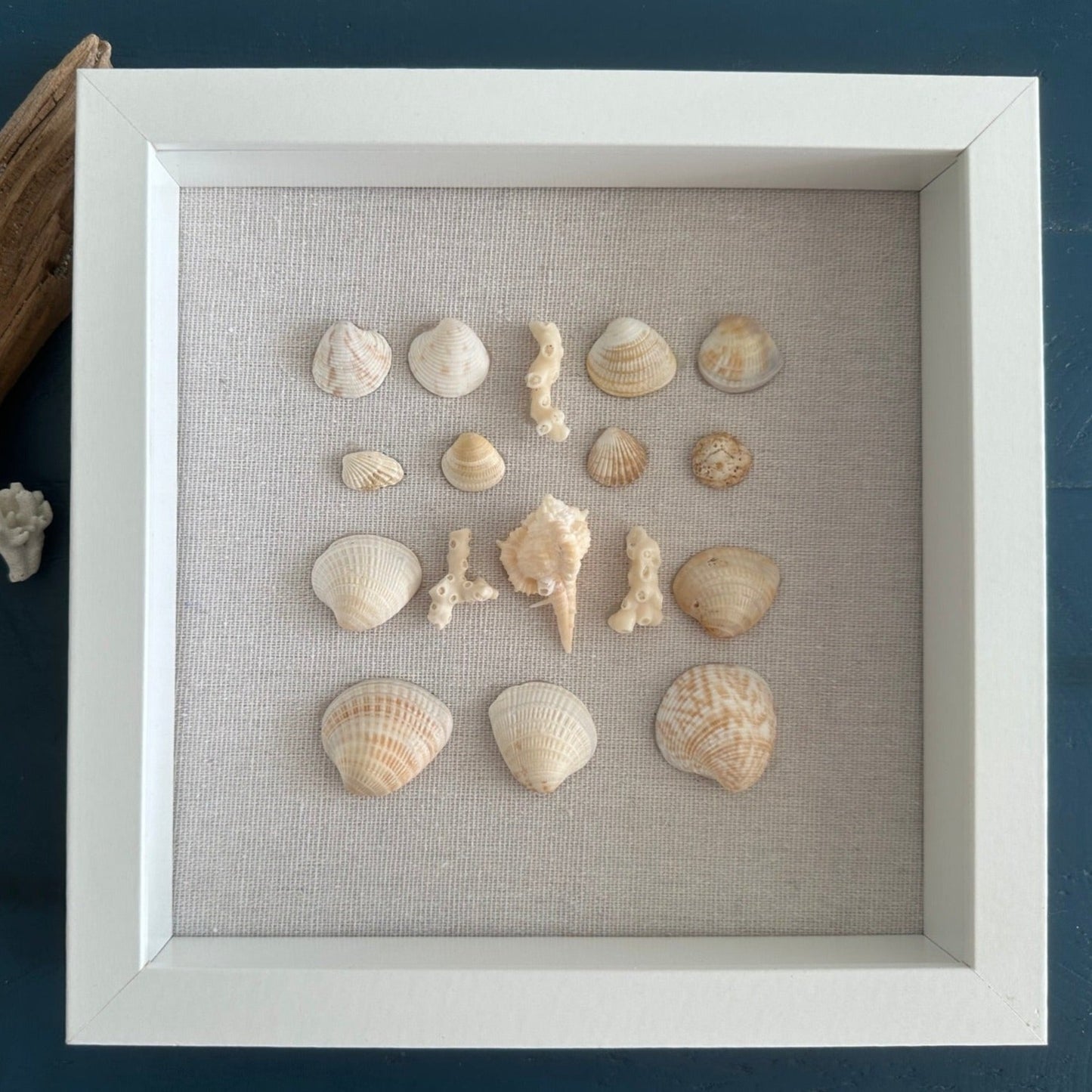 Seashell Art - Murex Ternispina Seashell -  Shadow Box 8x8 by Jacqueline MB Designs 