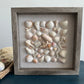 9x9 seashell art featuring olive shell, spiny jewel box shell by jacqueline mb designs 