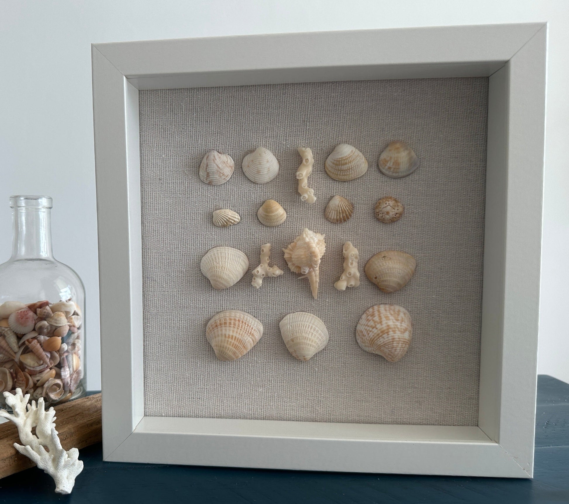 Seashell Art - Murex Ternispina Seashell -  Shadow Box 8x8 by Jacqueline MB Designs view 2