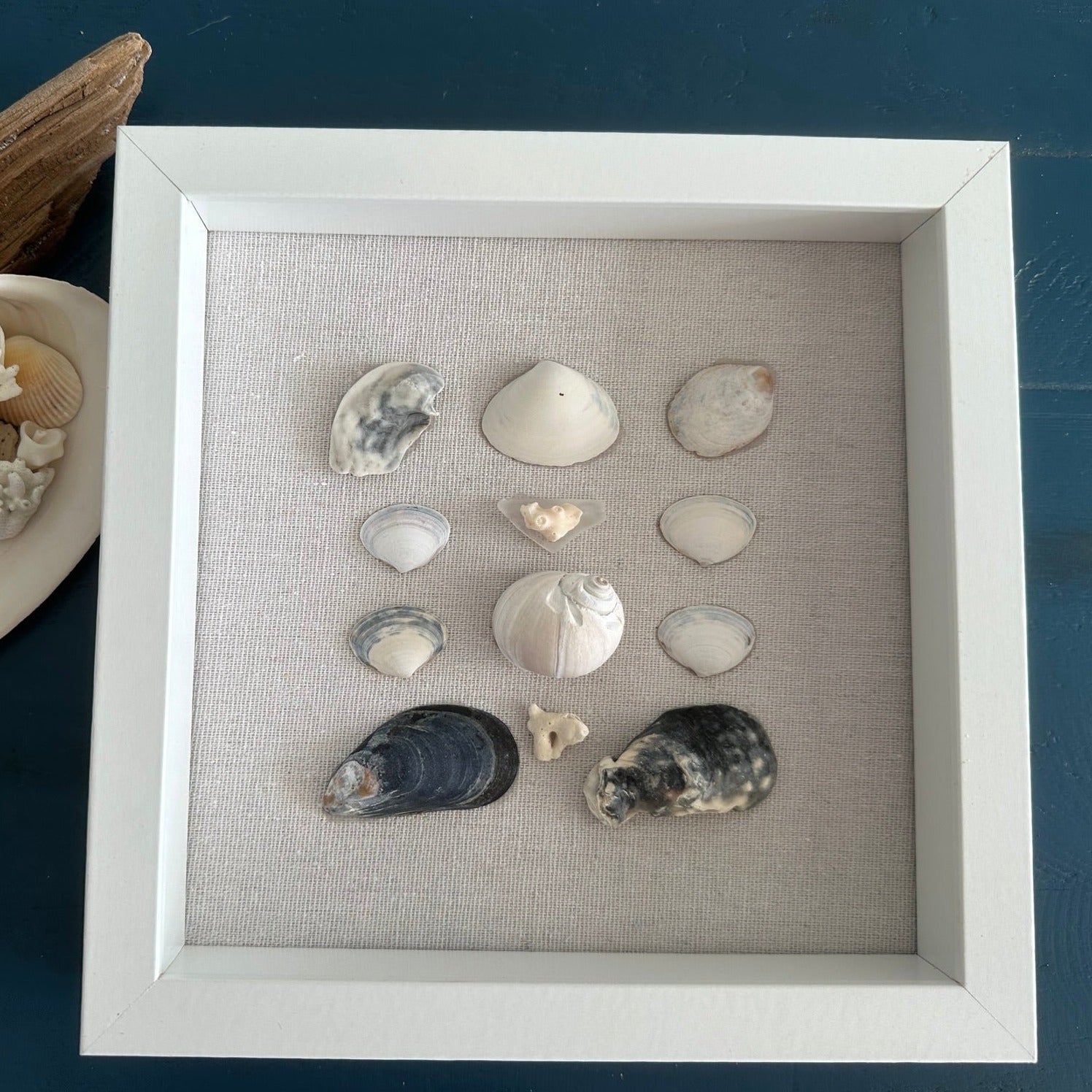 Seashell Art mussel & clam shell 8x8 shadow box by jacqueline mb designs front view