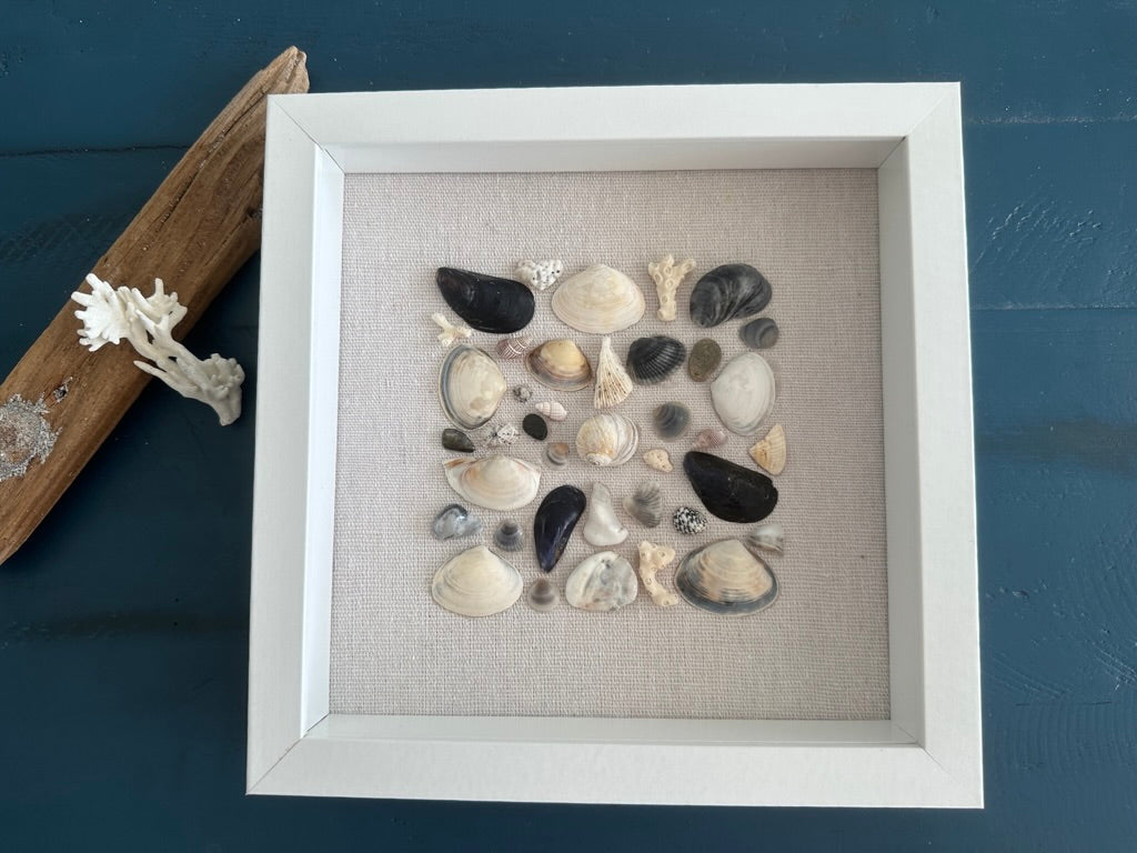 8x8 mussel clam seashell framed art by jacqueline mb designs front view