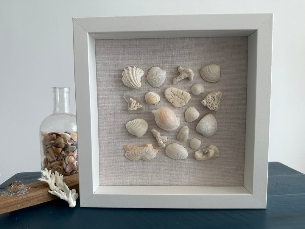 8x8 seashell art bonnet shell by Jacqueline mb designs 