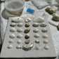 Seashell Art - Clam Shells Framed 8x8