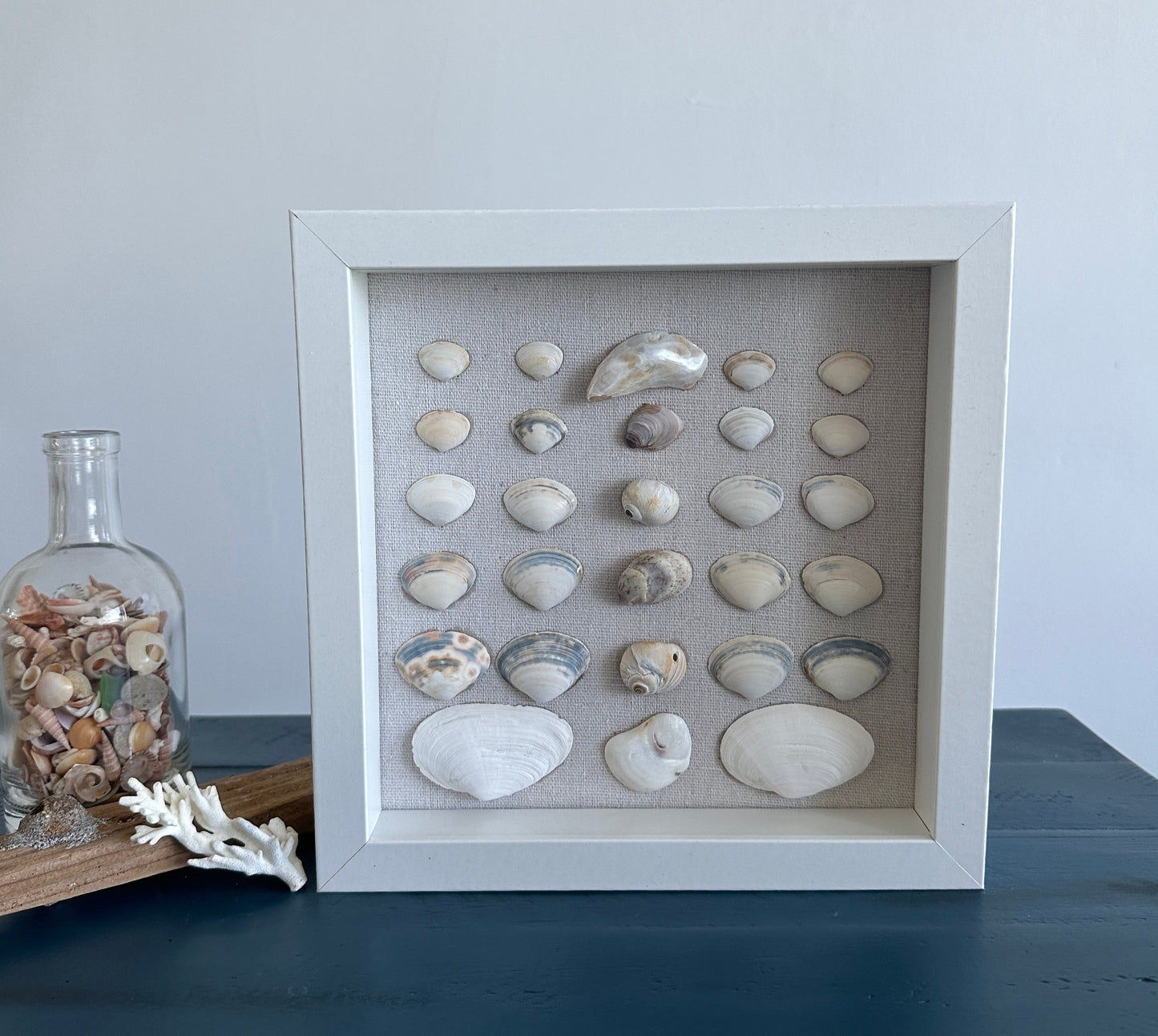 Seashell Art Clam Shells - White Shadow Box