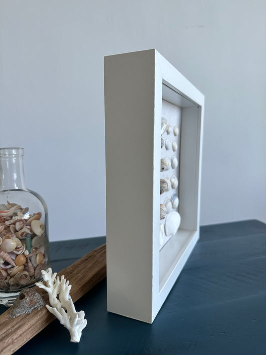 Seashell Art Clam Shells - White Shadow Box 8x8